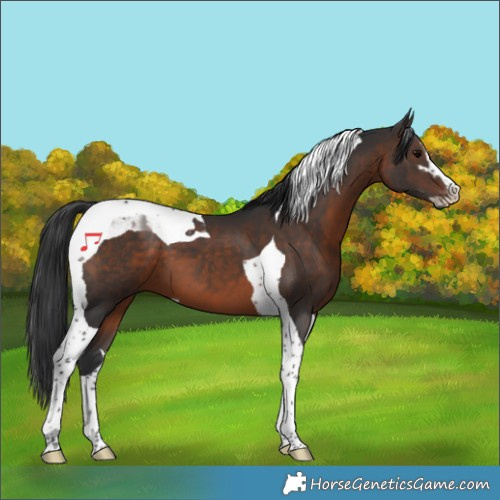 Horse Color:Brown Sabino Tobiano 