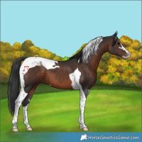 Horse Color:Brown Sabino Tobiano