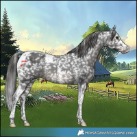 Horse Color:Black Sabino Tobiano Snowflake Varnish 