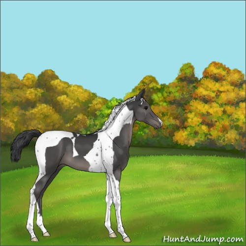 Horse Color:Black Tobiano 