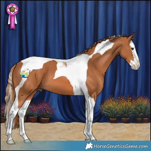Horse Color:Chestnut Splash Tobiano 
