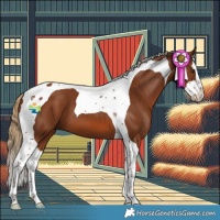 Horse Color:Chestnut Splash Tobiano 
