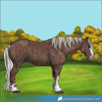 Horse Color:Black and Silver Black