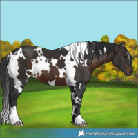 Horse Color:White Spotted Brown 