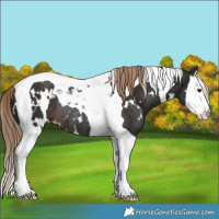 Horse Color:White Spotted Liver Chestnut Splash Tobiano Rabicano 