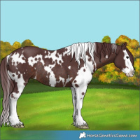 Horse Color:White Spotted Chocolate Brown Splash Rabicano 