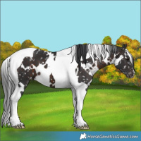 Horse Color:White Spotted Brown Tobiano Snowflake Varnish 