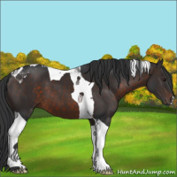 Horse Color:Brown Tobiano 