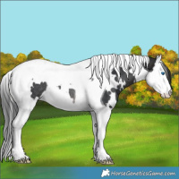 Horse Color:White Spotted Brown Splash Tobiano Rabicano 