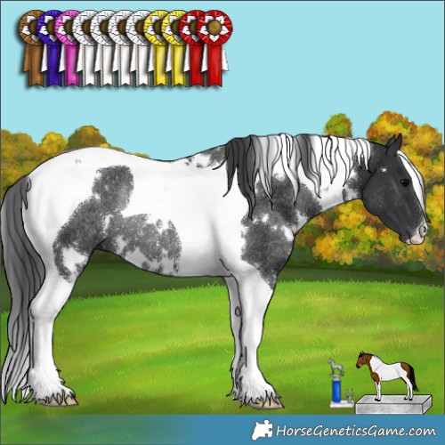 Horse Color:White Spotted Black Tobiano Rabicano 