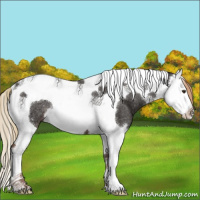 Horse Color:Liver Chestnut Splash Tobiano Rabicano 