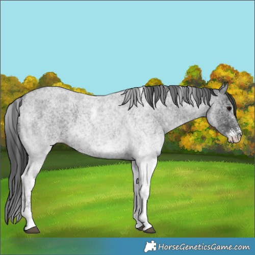 Horse Color:White Spotted Blue Roan 