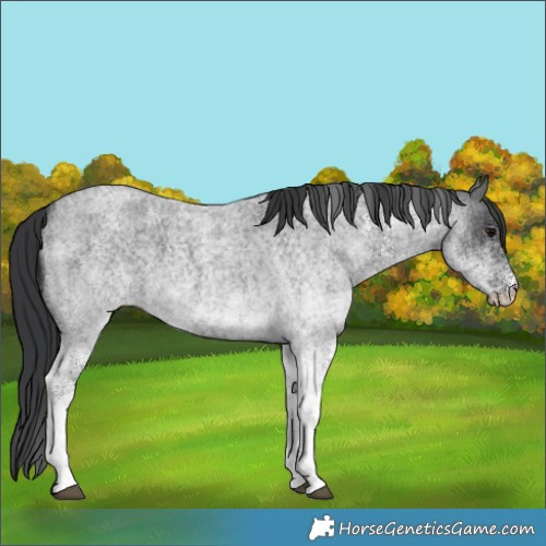 Horse Color:White Spotted Blue Roan 
