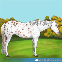 Horse Color:Bay Tobiano Appaloosa 