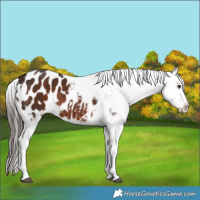 Horse Color:Liver Chestnut Tobiano Blanket 