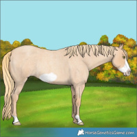 Horse Color:Gold Champagne Roan Frame Rabicano 