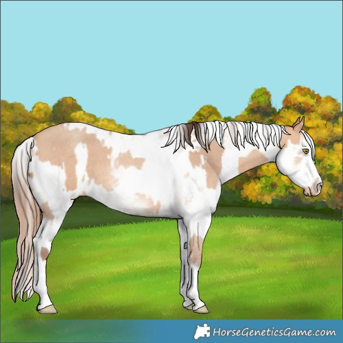 Horse Color:White Spotted Amber Champagne Sabino  and White Spotted Amber Champagne Sabino Appaloosa 