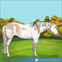 Horse Color:White Spotted Amber Champagne Sabino  and White Spotted Amber Champagne Sabino Near Leopard 