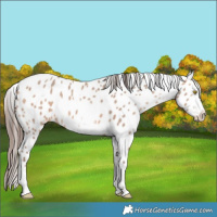 Horse Color:Amber Champagne Sabino Splash Appaloosa 