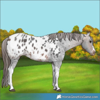 Horse Color:Bay Ice Tobiano Appaloosa 