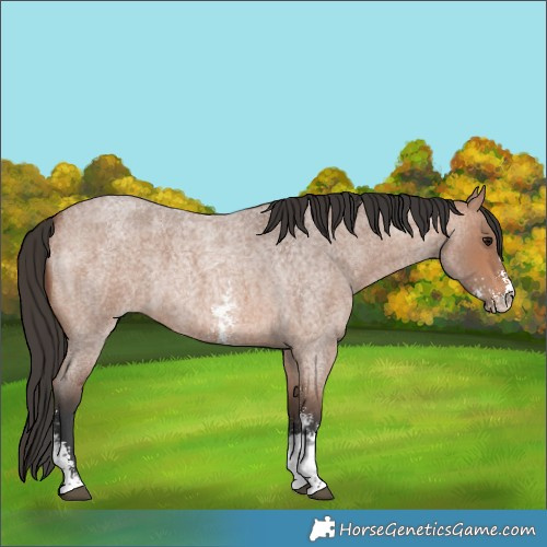 Horse Color:Bay Roan Sabino 