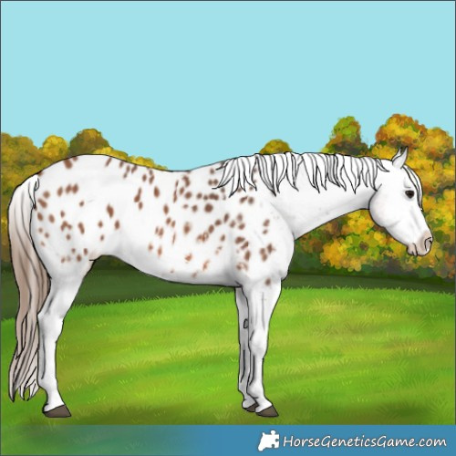 Horse Color:Bay Sabino Appaloosa 