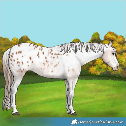Horse Color:Bay Sabino Appaloosa 