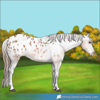 Horse Color:Bay Sabino Appaloosa 