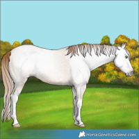 Horse Color:Gray Gold Champagne Roan Dun Splash Rabicano 