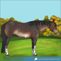 Horse Color:Brown Sabino 