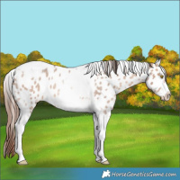Horse Color:Amber Champagne Roan Tobiano Frame Near Leopard 