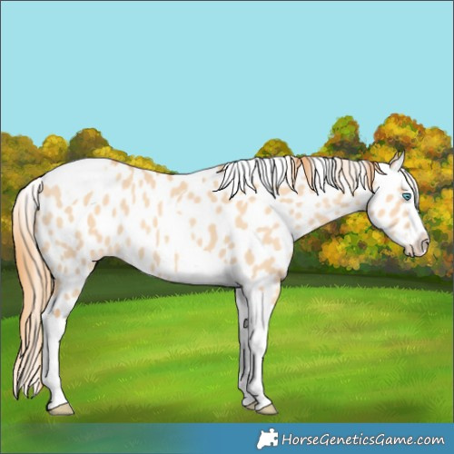 Horse Color:Gold Champagne Dun Splash Tobiano Appaloosa Rabicano 