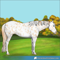 Horse Color:Gold Champagne Dun Splash Tobiano Near Leopard Rabicano 