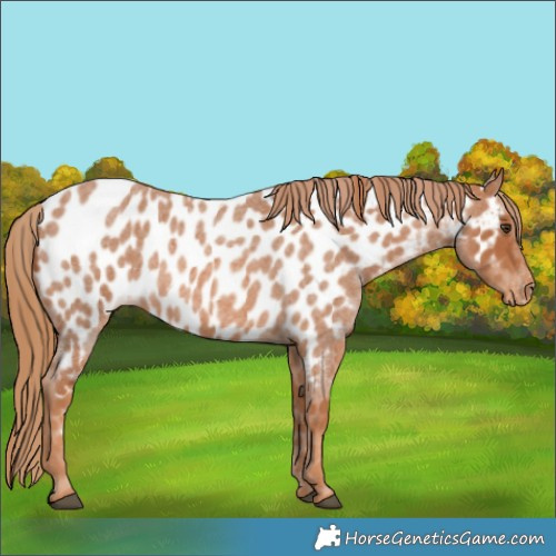 Horse Color:Red Roan Appaloosa Rabicano 