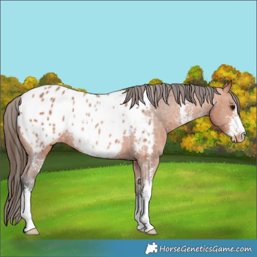 Horse Color:Bay Sabino Appaloosa 