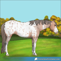 Horse Color:Bay Sabino Near Leopard 