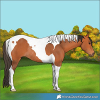 Horse Color:Bay Tobiano Rabicano 