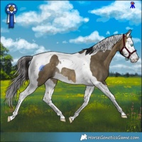 Horse Color:Buckskin Dun Splash Tobiano Rabicano 
