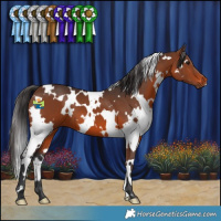 Horse Color:White Spotted Brown 
