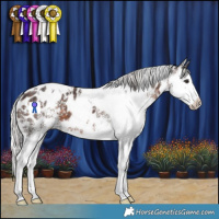 Horse Color:White Spotted Silver Brown Mushroom Splash Near Leopard 