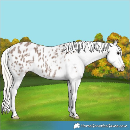 Horse Color:Silver Black Ice Appaloosa Rabicano 