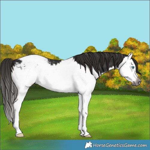 Horse Color:Gray Liver Chestnut Splash Appaloosa 