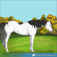 Horse Color:Gray Liver Chestnut Splash Snowcap 