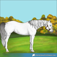 Horse Color:Gray Liver Chestnut Splash Appaloosa 