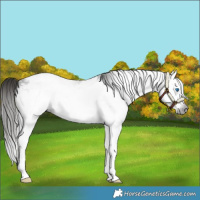 Horse Color:Gray Liver Chestnut Splash Appaloosa 