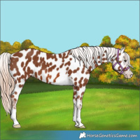 Horse Color:Chestnut Near Leopard