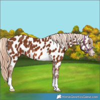 Horse Color:Chestnut Appaloosa