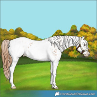 Horse Color:White Spotted Chestnut Splash Appaloosa 