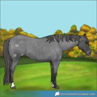 Horse Color:Blue Roan Varnish 