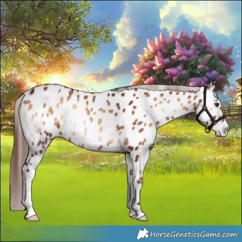 Horse Color:Red Onyx Appaloosa 